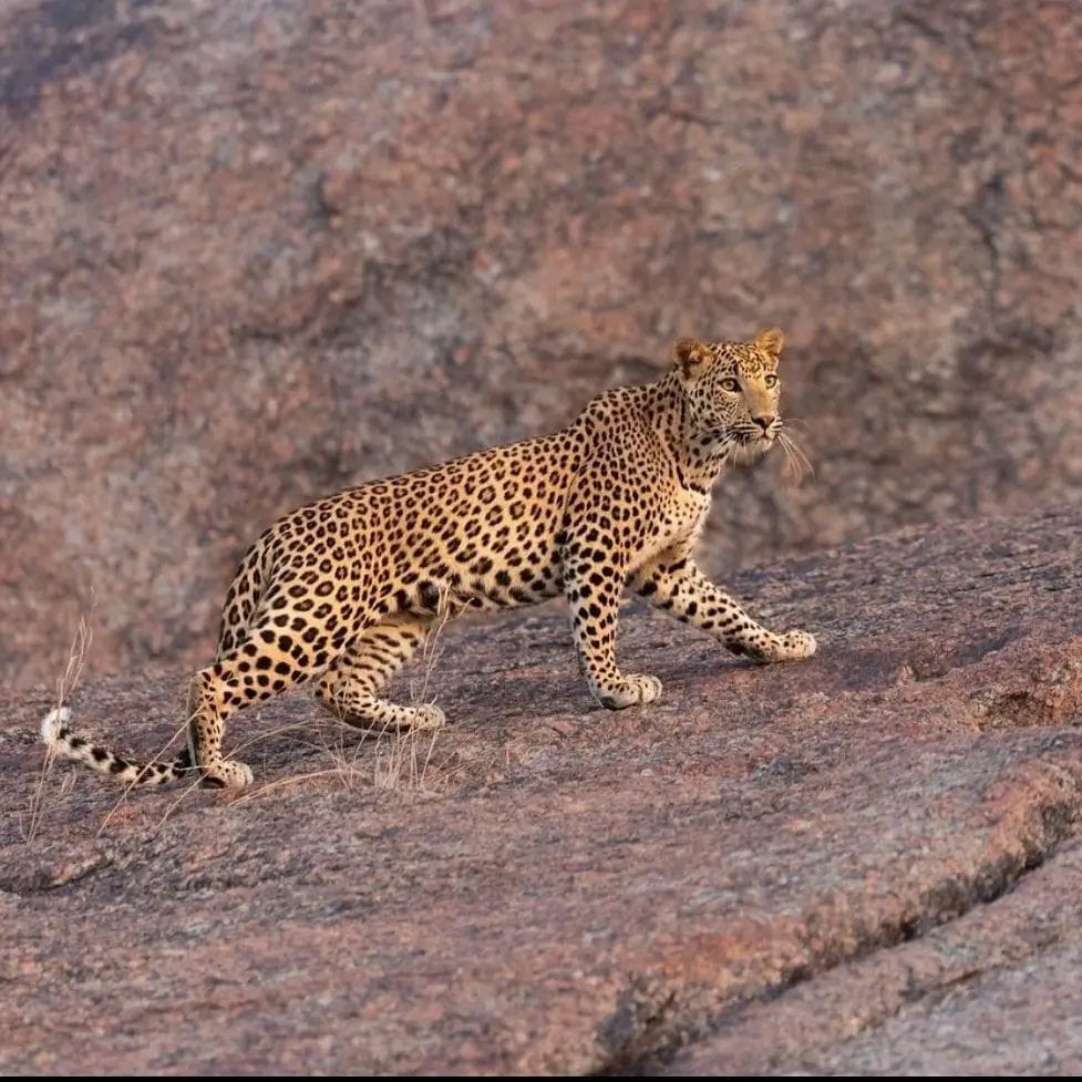 Leopard walking over Jawai stone terrain